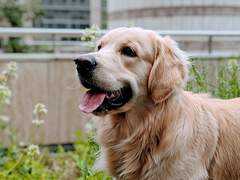 스토니 / 고마워요 빌런! - 스티브 이야기