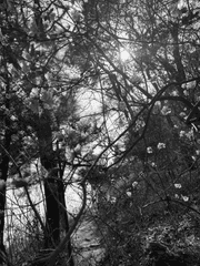 마법으로부터 피어오르다.