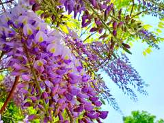 230427 일산호수공원