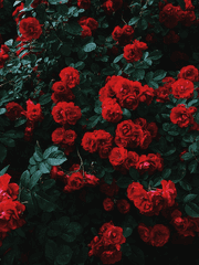 그들이 만약 그랬다면