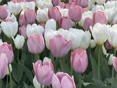 경배, 그리고 손에 들린 포도주에는 축복이 깃들지어니!