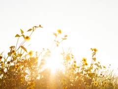 태양이 너무 눈부셔서