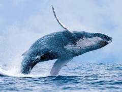 북북서로 항해하라 리뷰