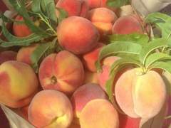 당도 최고 복숭아!