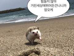 젊어서 고생은 사서도 한다