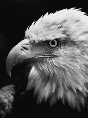 한화 이글스의 해체를 기원합니다.