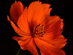 꽃을 탐하다 - 02