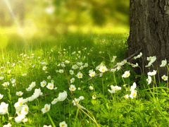 벚꽃색 알레르기