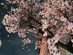 그대와 함께한 봄날 2화