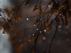 [양호열] 원고지에 시를 짓는 일은