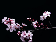 [호열백호] 밤벚꽃연서 (上)