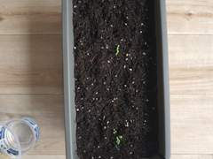 [DAY 19] 상추를 치료해줄 사람 어디 없나