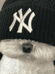 당신의 소년에게 투표하세요