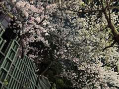 그저 우리에게 맑아라