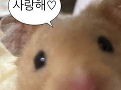 남편만 7명 후속편에 대해