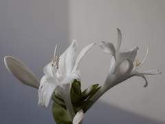 꽃잎이 떨어지고 나서야 下