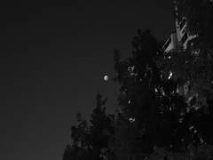 [레이카오] 밤하늘의 달