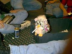 스텔라워스와 시츄드씨 특전