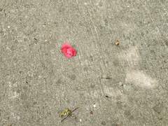 [CMS] [LC-D] 초새벽