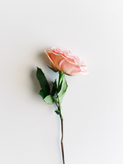 [너에게 닿기를] 너와 닮은 살구꽃을 기억해..