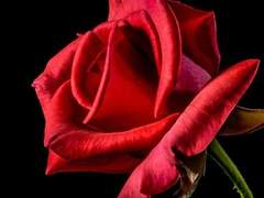 치리 글 커미션