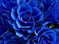 프아커 공개프로필