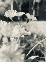 문대가 실종되었다