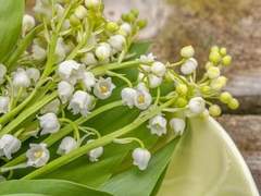 5월 5일, 어린이날, 은방울꽃