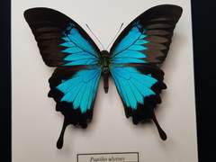 [청비산인, 위무선] 외전 2 #3