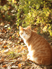 고양이 여고생 이세린