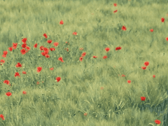 Rosaline Winnie Greenwood