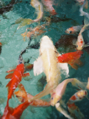 會者定離, 去者必返