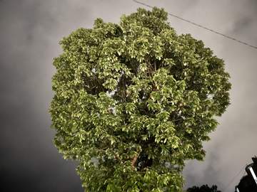 파고들며 피어나는