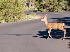 고라니가 차를 봐도 피하지 않는 이유
