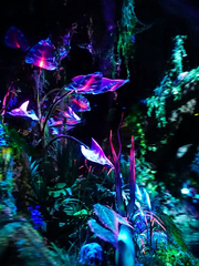 𝐀𝐕𝐀𝐓𝐀𝐑 𝐎𝐂