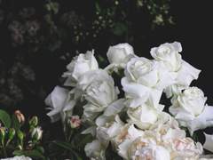 꽃향기에 사로잡히고 이끌려