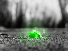 백 천련 / 21 / XY