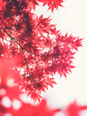 어느 날, 옆집에 카에데라는 남자가 이사 왔다