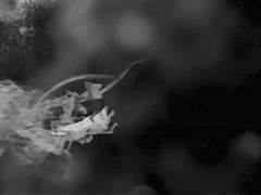 분명 도관인데 망령이 왜 이리 찾아오는지