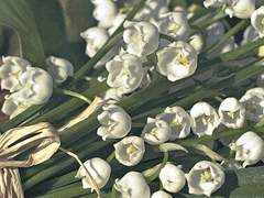 [호열백호] 사랑의 키스를