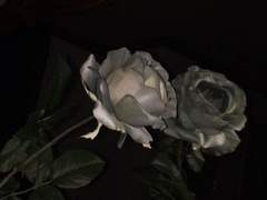 어쩌면 내가 사랑하지 않을 수 있을까!