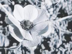 anemone