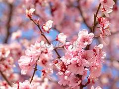 [화산귀환]-청명소병