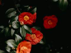 [호열백호] 사천칠백 개의 동백