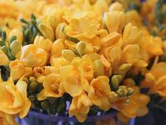 아그리스트 J. 플로리아 / XY / 후플푸프