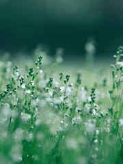 Come little children