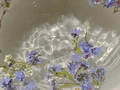 [플레이브] 물망초- 나를 잊지 마세요.