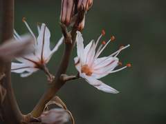 [단편] 아스포델