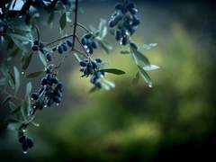 2. 불확실한 것을 쫓다가 확실한 것을 잃는다