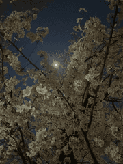 놀러와요 비서의 숲